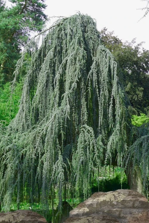 Weeping Blue Atlas Cedar - 5 Gallon Pot 1 Weeping Blue Atlas Cedar - 5 Gallon Pot