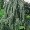 Weeping Blue Atlas Cedar -2 Gallon Pot