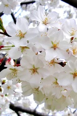 Yoshino Flowering Cherry Tree - 3 Gallon Pot -Garden Care Cherry Yoshino 3