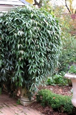 Snowdrift Evergreen Clematis Armandii - 1 Gallon Pot -Garden Care Clematis Armandii Snowdrift 52