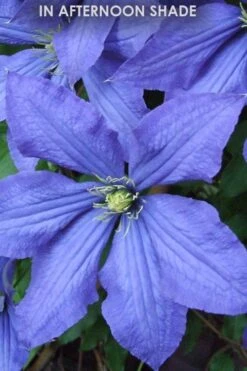 Rhapsody Clematis - 1 Gallon Pot -Garden Care Clematis Rhapsody in shade