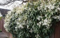 Snowdrift Evergreen Clematis Armandii - 2 Gallon Pot 15 Snowdrift Evergreen Clematis Armandii - 2 Gallon Pot -Garden Care Clematis Snowdrift 22 1