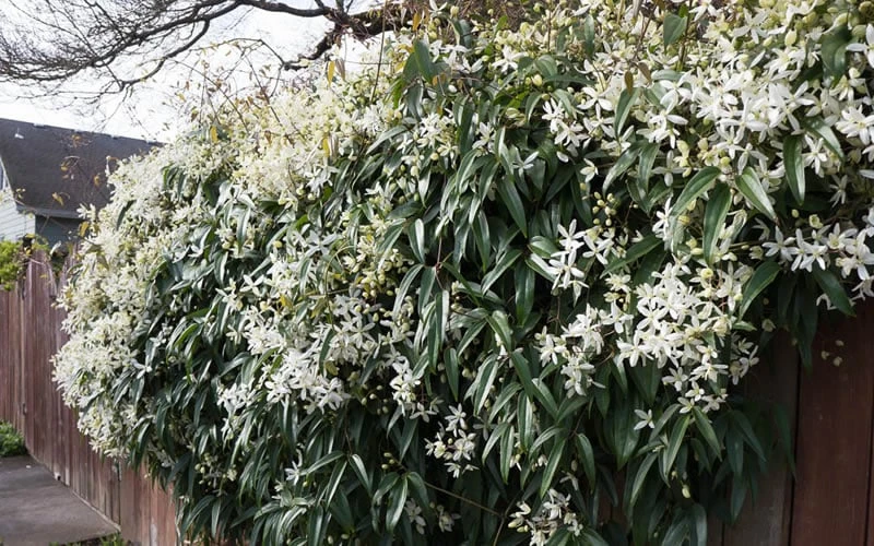 Snowdrift Evergreen Clematis Armandii - 2 Gallon Pot 8 Snowdrift Evergreen Clematis Armandii - 2 Gallon Pot - Image 8
