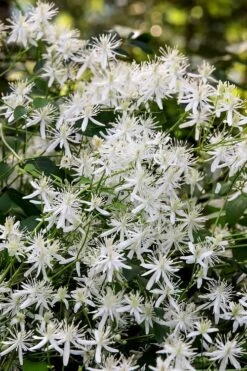 Sweet Autumn Clematis Terniflora - 3 Gallon Pot -Garden Care Clematis Sweet Autumn 2