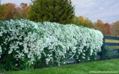 Sweet Autumn Clematis Terniflora - 3 Gallon Pot -Garden Care Clematis Sweet Autumn 6