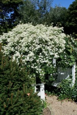 Sweet Autumn Clematis Terniflora - 3 Gallon Pot -Garden Care Clematis Sweet Autumn 7