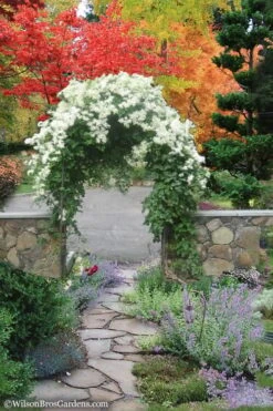 Sweet Autumn Clematis Terniflora - 3 Gallon Pot -Garden Care Clematis Sweet Autumn 8