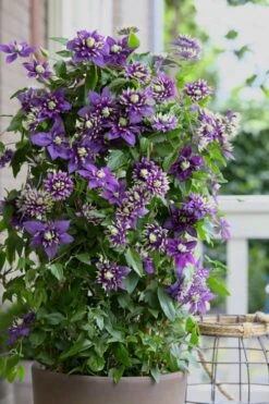 Taiga Clematis - 1 Gallon Pot -Garden Care Clematis Taiga 10