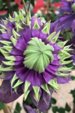 Taiga Clematis - 1 Gallon Pot -Garden Care Clematis Taiga 2