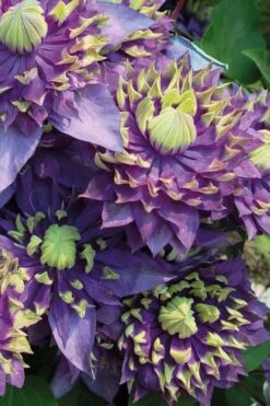 Taiga Clematis - 2 Gallon Pot -Garden Care Clematis Taiga 3 1