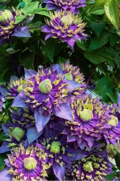 Taiga Clematis - 2 Gallon Pot -Garden Care Clematis Taiga 4 1