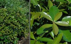 Bigfoot Cleyera Japonica - 3 Gallon Pot -Garden Care Cleyera Bigfoot