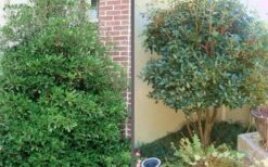 Bigfoot Cleyera Japonica - 3 Gallon Pot -Garden Care Cleyera Bigfoot Tree