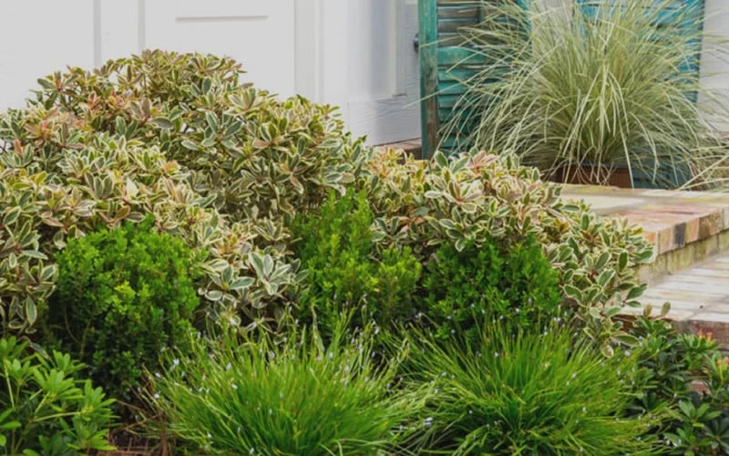 Juliet Cleyera Japonica - 2 Gallon Pot 4 Juliet Cleyera Japonica - 2 Gallon Pot - Image 4