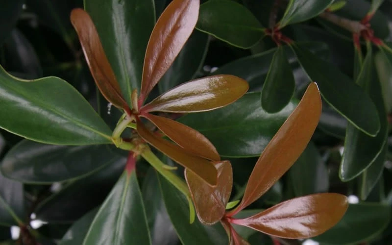 LeAnn Cleyera Japonica - 3 Gallon Pot 4 LeAnn Cleyera Japonica - 3 Gallon Pot - Image 4