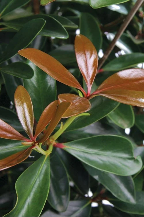 LeAnn Cleyera Japonica - 3 Gallon Pot 1 LeAnn Cleyera Japonica - 3 Gallon Pot