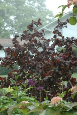 Red Dragon Contorted Filbert - Corylus Avellena - 1 Gallon Pot