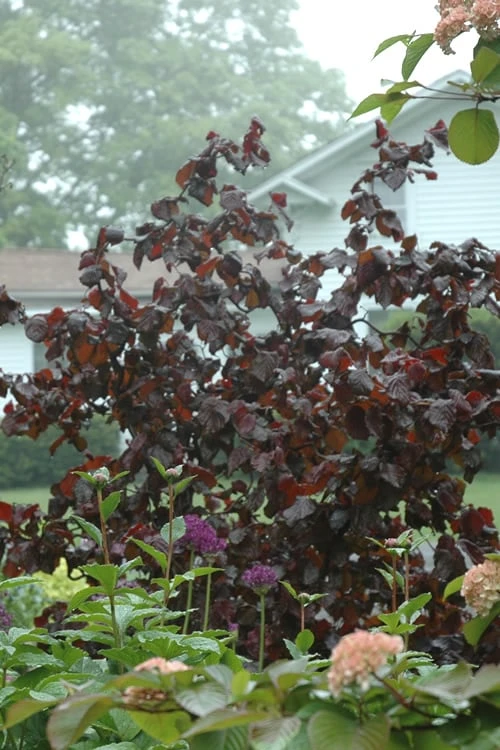 Red Dragon Contorted Filbert - Corylus Avellena - 1 Gallon Pot 1 Red Dragon Contorted Filbert - Corylus Avellena - 1 Gallon Pot