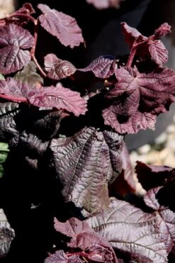 Red Dragon Contorted Filbert - Corylus Avellena - 1 Gallon Pot 9 Red Dragon Contorted Filbert - Corylus Avellena - 1 Gallon Pot -Garden Care Contorted Filbert Red Dragon 8 1