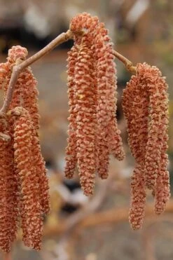 Red Dragon Contorted Filbert - Corylus Avellena - 1 Gallon Pot 11 Red Dragon Contorted Filbert - Corylus Avellena - 1 Gallon Pot -Garden Care Contorted Filbert Red Dragon 9 1
