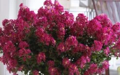 Berry Dazzle Dwarf Crape Myrtle (Single-Trunk Topiary) - 7 Gallon Pot -Garden Care Crape Myrtle Berry Dazzle 3