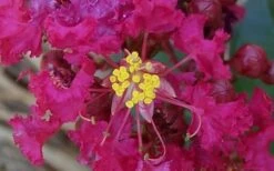 Berry Dazzle Dwarf Crape Myrtle (Single-Trunk Topiary) - 7 Gallon Pot -Garden Care Crape Myrtle Berry Dazzle 4