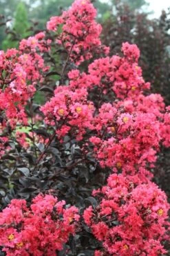 Midnight Magic Crape Myrtle (Multi Trunk) - 7 Gallon Pot -Garden Care Crape Myrtle Midnight Magic 1