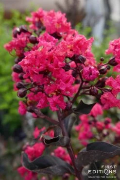 Midnight Magic Crape Myrtle (Multi Trunk) - 7 Gallon Pot -Garden Care Crape Myrtle Midnight Magic 2