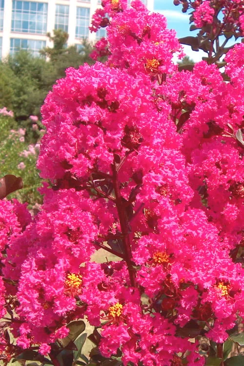 Pink Velour Crape Myrtle Tree - 5 Gallon Pot 5 Pink Velour Crape Myrtle Tree - 5 Gallon Pot - Image 5