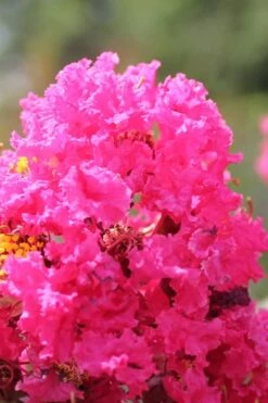 Pink Velour Crape Myrtle Tree - 5 Gallon Pot 8 Pink Velour Crape Myrtle Tree - 5 Gallon Pot -Garden Care Crape Myrtle Pink Velour 14