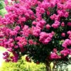 Pink Velour Crape Myrtle Tree - 5 Gallon Pot