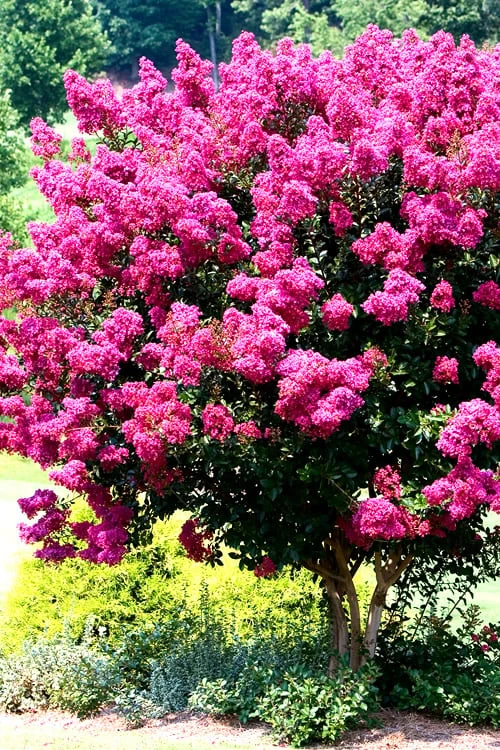Pink Velour Crape Myrtle Tree - 5 Gallon Pot 1 Pink Velour Crape Myrtle Tree - 5 Gallon Pot