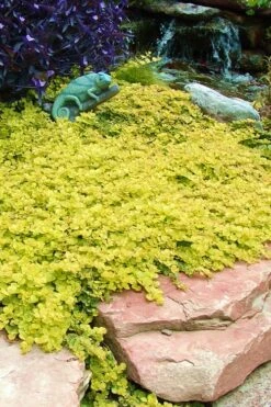 Golden Creeping Jenny - Lysimachia Nummularia Aurea - 10 Pack Of Pint Pots -Garden Care Creeping Jenny 20 1