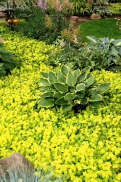 Golden Creeping Jenny (Lysimachia Nummularia 'Aurea') - 5 Pack Of Quart Pots -Garden Care Creeping Jenny 21
