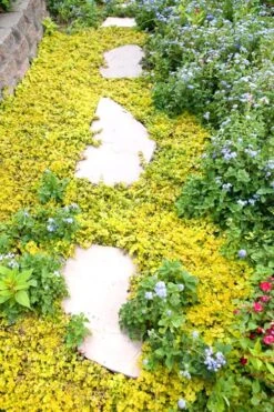 Golden Creeping Jenny - Lysimachia Nummularia Aurea - 10 Pack Of Pint Pots -Garden Care Creeping Jenny 25 1