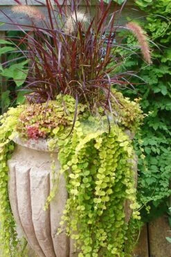 Golden Creeping Jenny - Lysimachia Nummularia Aurea - 10 Pack Of Pint Pots -Garden Care Creeping Jenny 26 1