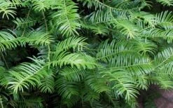 Creeping Japanese Plum Yew (Cephalotaxus Harringtonia 'Prostrata') - 6 Pack Of 1 Gallon Pots -Garden Care Creeping japanese Plum Yew 1