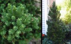 Black Dragon Cryptomeria - Japanese Cedar - 2 Gallon Pot -Garden Care Cryptomeria Black Dragon 2