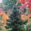 Black Dragon Cryptomeria - Japanese Cedar - 2 Gallon Pot