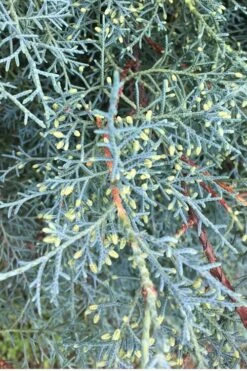 Carolina Sapphire Arizona Cypress - 7 Gallon Pot (3-4') -Garden Care Cypress Carolina Sapphire 23