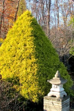 Gold Mop Threadleaf Cypress - 1 Gallon Pot -Garden Care Cypress Gold Mop 20