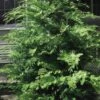 Southern Lace Hinoki Cypress - 1 Gallon Pot