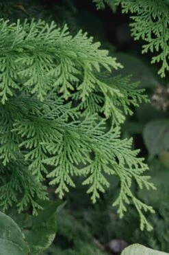 Southern Lace Hinoki Cypress - 1 Gallon Pot -Garden Care Cypress Hinoki Southern Lace 13 1