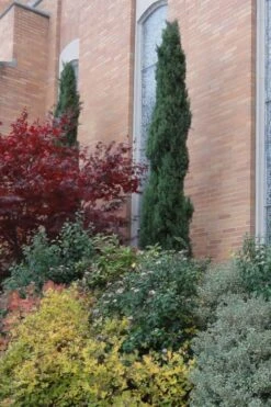 Italian Cypress - 7 Gallon Pot (3-4') -Garden Care Cypress Italian 10 2