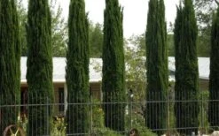 Italian Cypress - 3 Gallon Pot -Garden Care Cypress Italian 3 1