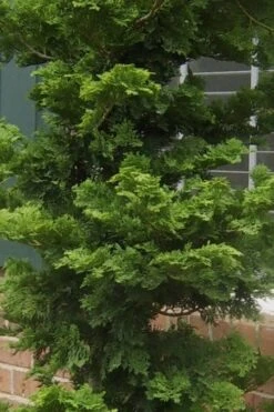 Slender Hinoki Cypress - 6 Pack Of 1 Gallon Pots 10 Slender Hinoki Cypress - 6 Pack Of 1 Gallon Pots -Garden Care Cypress Slender Hinoki 19