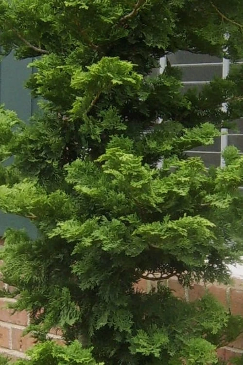 Slender Hinoki Cypress - 6 Pack Of 1 Gallon Pots 5 Slender Hinoki Cypress - 6 Pack Of 1 Gallon Pots - Image 5