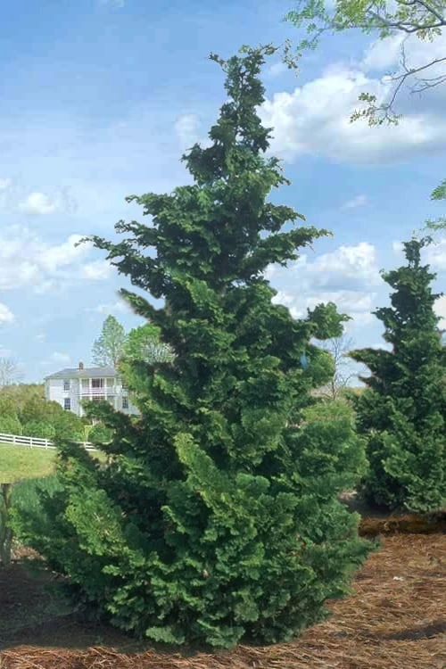 Slender Hinoki Cypress - 6 Pack Of 1 Gallon Pots 6 Slender Hinoki Cypress - 6 Pack Of 1 Gallon Pots - Image 6