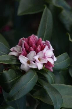 Zuiko Nishiki Winter Daphne Odora - 2 Gallon Pot -Garden Care Daphne Odora Zuiko Nishiki 6