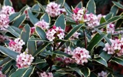 Variegated Pink Winter Daphne - 1 Gallon Pot -Garden Care Daphne odora Aureo Marginata